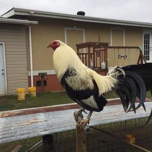 Meet your Posher, Jose artemio